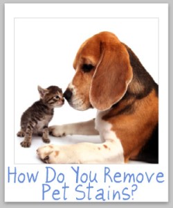 remove-pet-stain