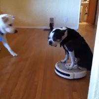 boston-terrier-rides-200x200